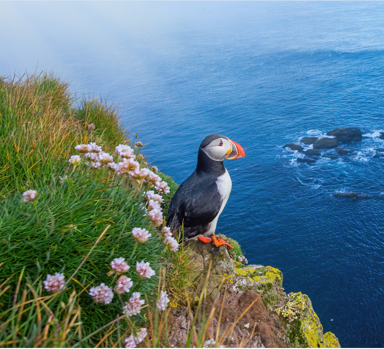 Puffin perched on a cliff edge overlooking the sea, with purple flowers and grass in the foreground.