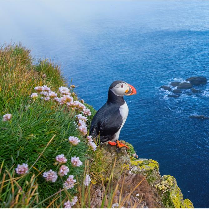 Puffin Square (1)