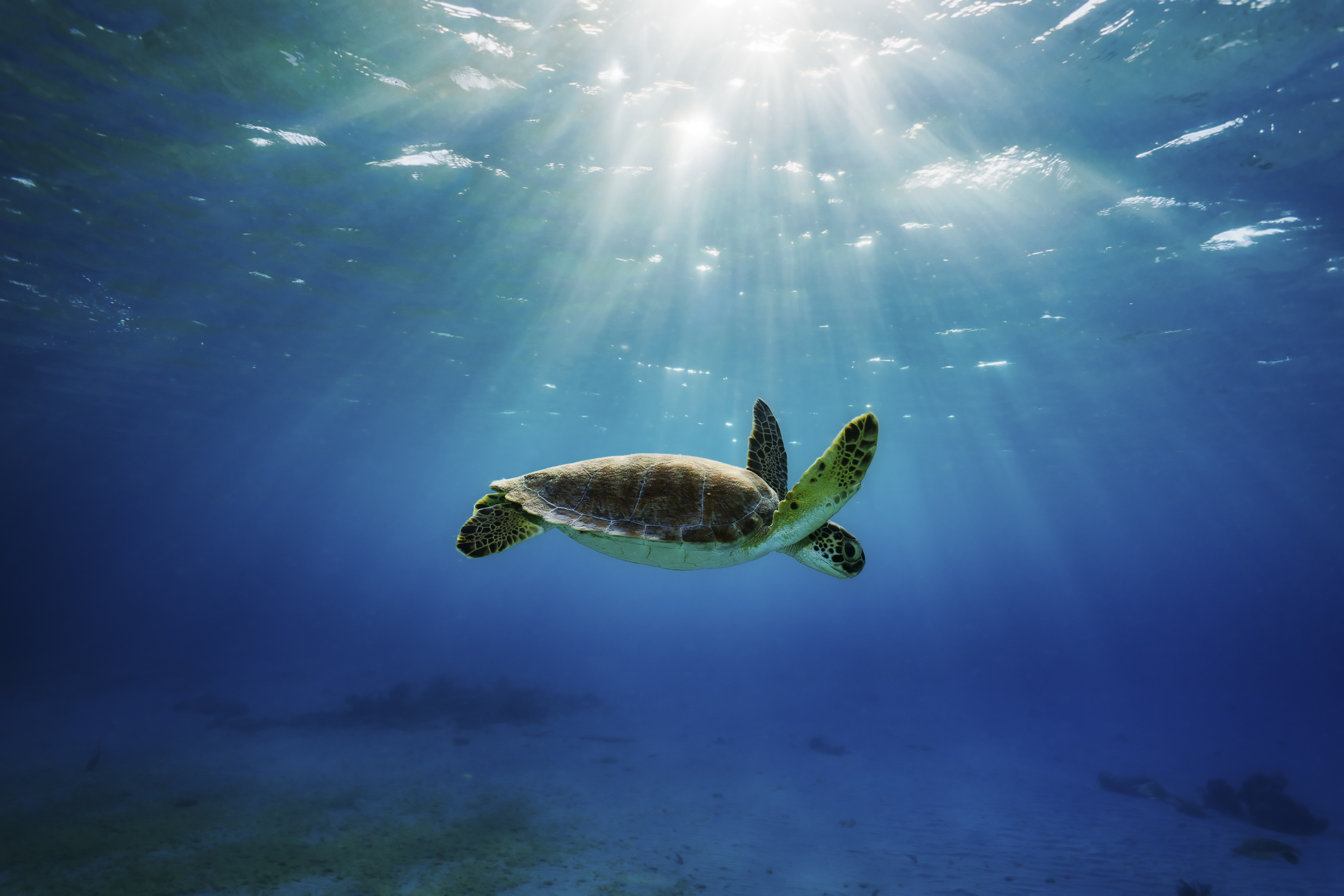 Istock 1185505661 image