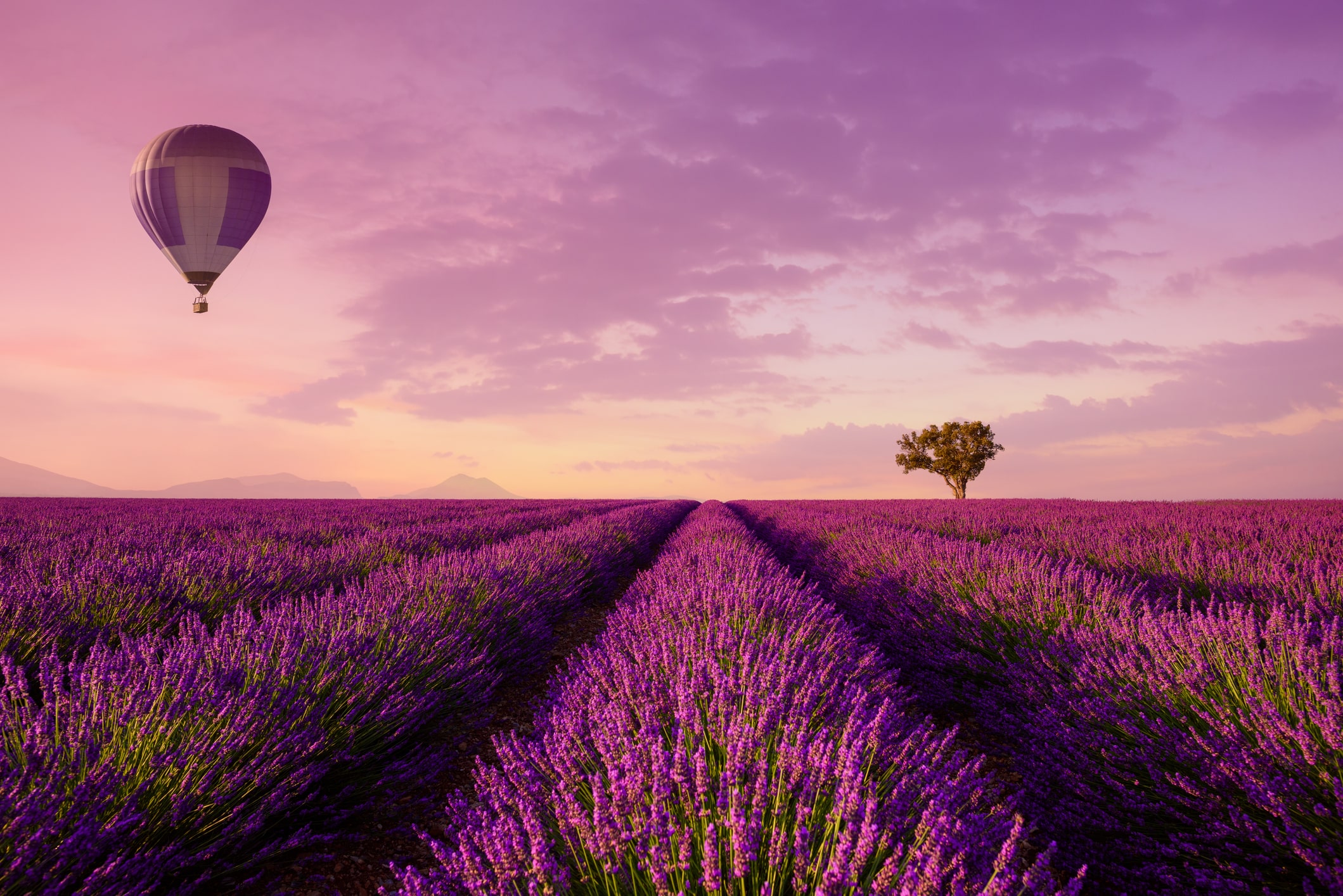 Istock Lavender Rows And Hote Air Balloon Landscape Compressed