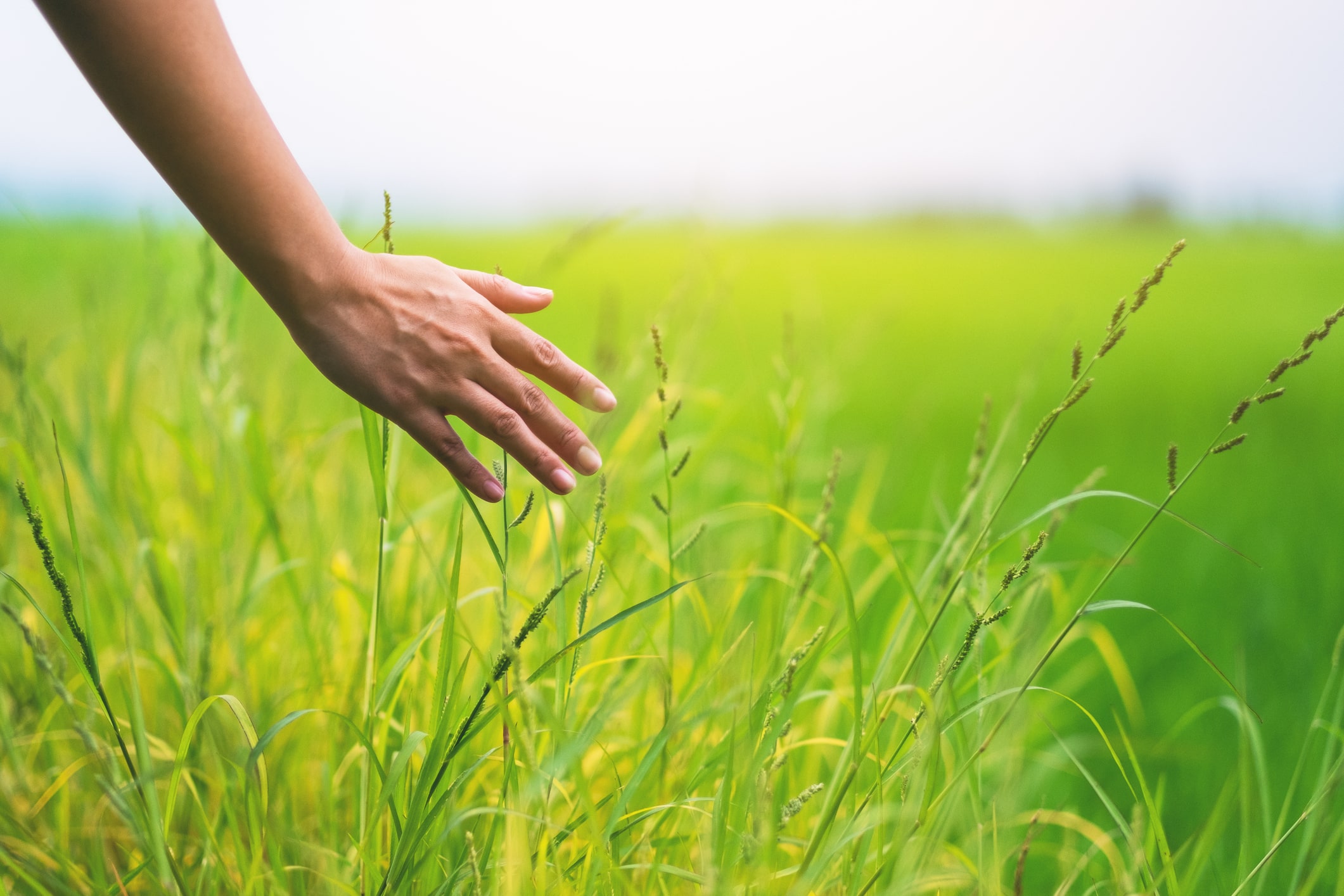 Istock Hand Through Grass Compressed (1)