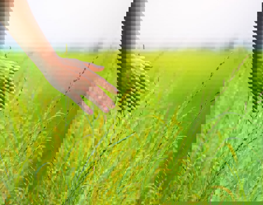 Istock Hand Through Grass Compressed (1)