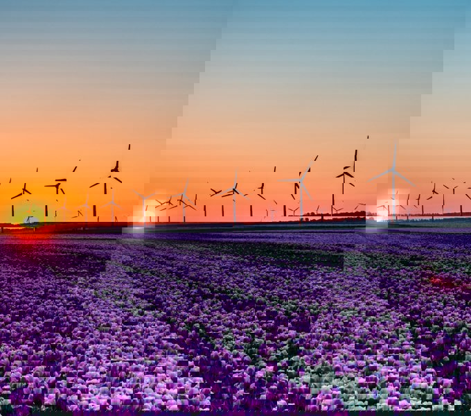 Sunset Lavender Fields Compressed